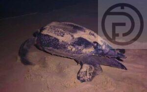 Leatherback Sea Turtle Lays Eggs on Beach in Phang Nga