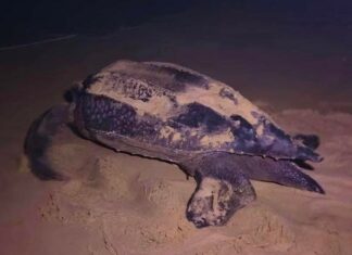 La tartaruga marina liuto depone le uova sulla spiaggia di Phang Nga