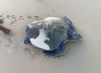 Sea Turtle Lays Eggs on Phuket Beach – Video