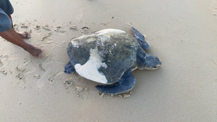 เต่าหญ้า