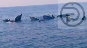 Five Bryde’s Whales Spotted near Island in Surat Thani