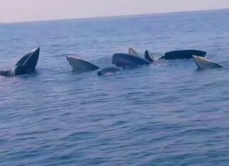 Five Bryde’s Whales Spotted near Island in Surat Thani