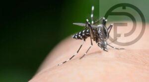 Dengue Surge Hits Provinces with 8,000+ Cases