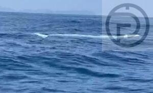 Albino Omura Whale Spotted Again in Phang Nga