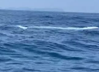 Albino Omura Whale Spotted Again in Phang Nga