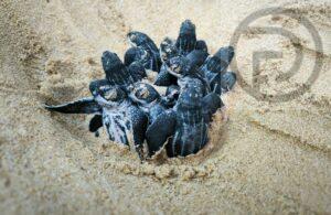 Eighty Five Leatherback Sea Turtles Hatch on Phang Nga Beach