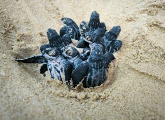 Eighty Five Leatherback Sea Turtles Hatch on Phang Nga Beach