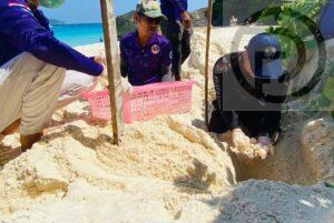Sea Turtle Lays 78 Eggs on Island in Phang Nga