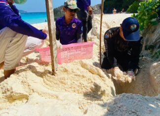 Sea Turtle Lays 78 Eggs on Island in Phang Nga