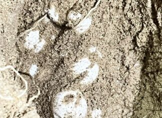 Leatherback Sea Turtle Lays First Nest of the Year on Beach in Thalang