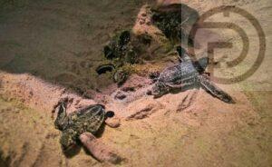 Thirty Two Leatherback Sea Turtles Hatch on Phang Nga Beach – Video