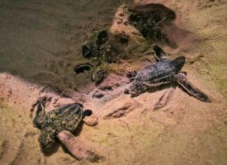 Thirty Two Leatherback Sea Turtles Hatch on Phang Nga Beach – Video