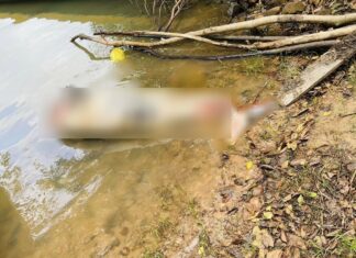 Irrawaddy Dolphin Found Dead in Songkhla