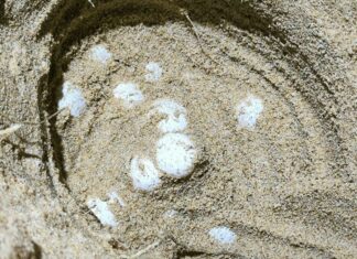 Second Leatherback Sea Turtle Lays Eggs on Phuket Beach