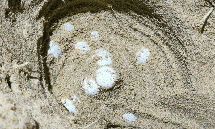 428634829_733295775650125_2124654451312675021_n