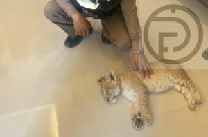 Lion Cub Found at Café in Rassada, Seized by Authorities