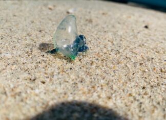 Jellyfish Warning: First Aid Treatment for Jellyfish Stings