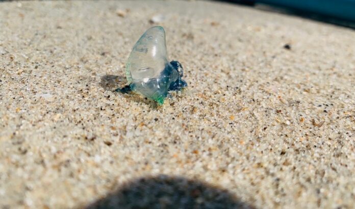 pic-1706519930988-タイ-591