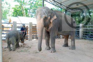 Phuket Authorities to Revoke Elephant Foundation License After Swiss Expat Allegedly Assaults Thai Woman