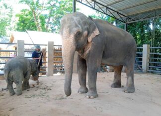 Phuket Authorities to Revoke Elephant Foundation License After Swiss Expat Allegedly Assaults Thai Woman