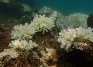 Closure of 12 National Marine Parks Announced after Coral Bleaching Attributed to Increased Sea Temperatures