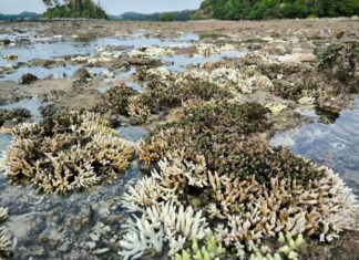Island in Phuket Temporary Closed as Boiling Sea Water Causes Coral Bleaching
