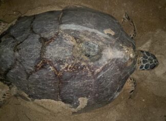 Une tortue de mer pond des œufs sur l'île de Samui