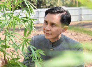 Study Shows Cannabis Helps Reduce Dependency on More Harmful Drugs, Says Rangsit University Dean