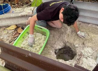 Merikilpikonna munii 88 munaa Phang Ngan rannalla