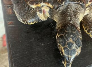 Sea Turtle Stuck in Garbage Rescued on Phuket Beach