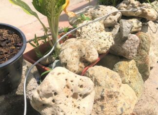 Russian Man Arrested for Decorating Restaurant in Rawai with Protected Corals