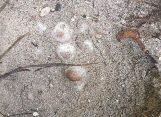 Turtle Lays Eggs at Beach on Samui Island