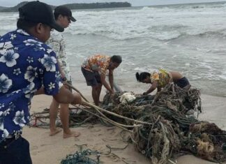Three Sea Turtles Rescued From Fishing Net in Thalang