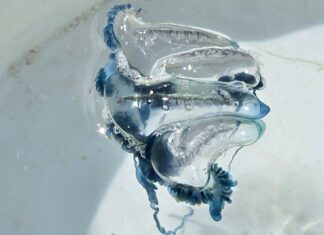 Blue Bottle Jellyfish Warning at Phi Phi Island