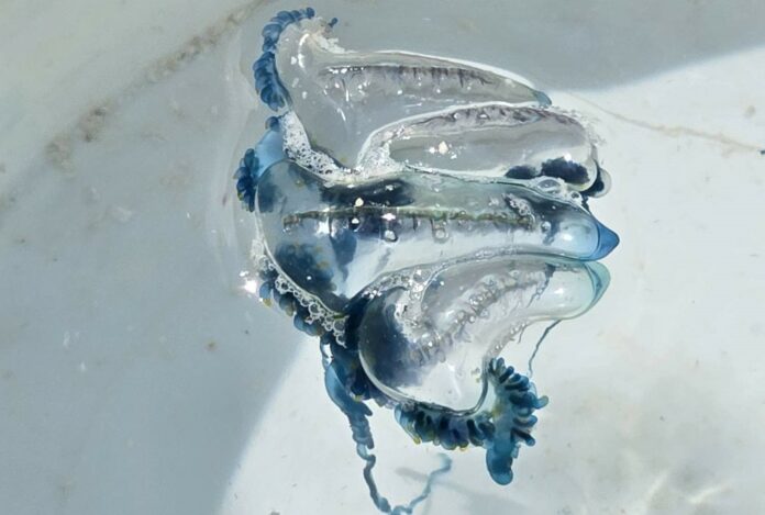 449469772_909037561256796_8260562051484218293_n