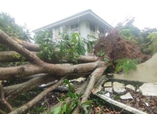 Heavy Rain and Strong Winds Cause Extensive Damage Across Phuket Districts
