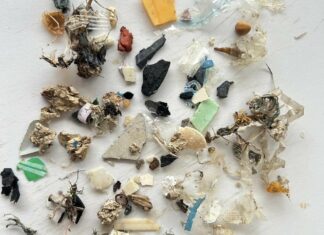 Phuket Sea Turtle Found Dead with Garbage Inside Her Stomach