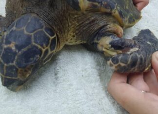 Sea Turtle Rescued after Being Found Entangled in a Fishing Net in Rawai