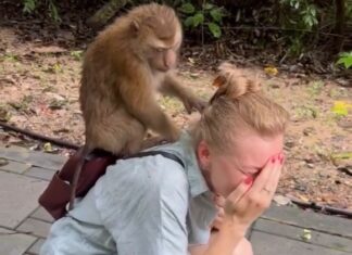Monkey Snatches Tourist’s Bag on Toh Sae Hill in Phuket, Police Come to the Rescue – VIDEO