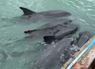 One Pygmy Killer Whale Dies, Five Rescued in Thalang, Phuket