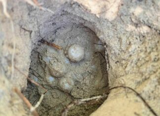 Le tartarughe marine depongono 116 uova sulla spiaggia di Phang Nga