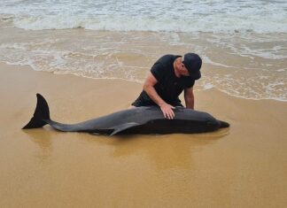 New Zealander Rescues Dolphin at Phuket Beach