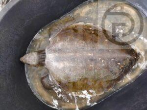Sea Turtle Rescued after Being Entangled in Fishing Net on Kata Beach