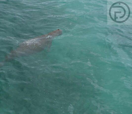 Fishing Banned at Rawai Pier after Dugongs Found