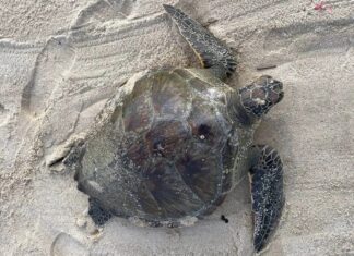 Sea Turtle Rescued on Beach in Cherng Talay