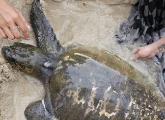 Merikilpikonna pelastettu kalaverkosta Kamala Beachillä