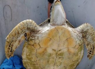 Young Sea Turtle Rescued on Beach in Chern Talay