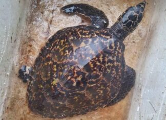 Żółw morski uratowany z sieci rybackiej na plaży Mai Khao