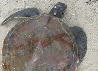 Sea Turtle Rescued at Patong Beach