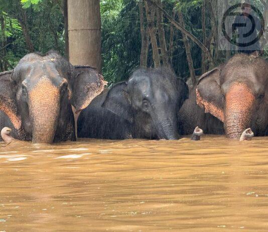 Ankarat tulvat iski Elephant-luonnonpuistoon Chiang Maissa